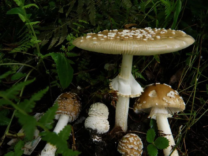 最强野生菌(不)食用指南丨我们不能没有科学