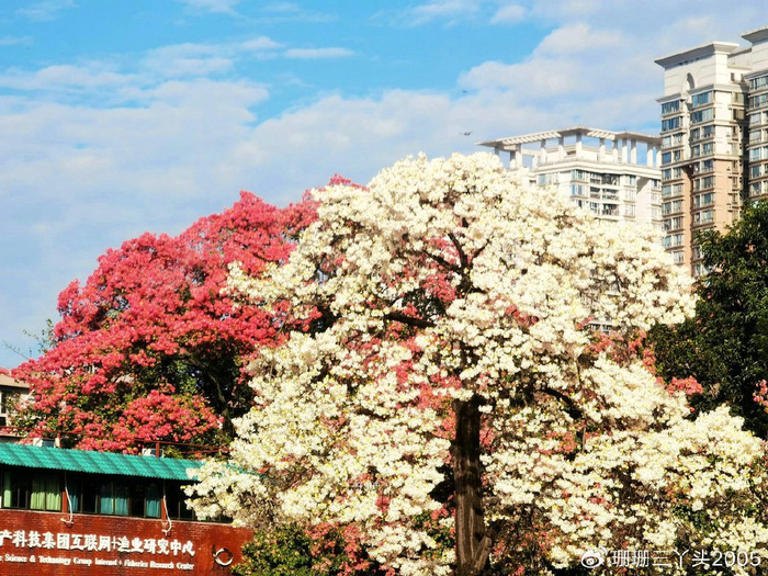 广州稀有的白花异木棉惊艳绽放如霜雪满树地铁直达0门票