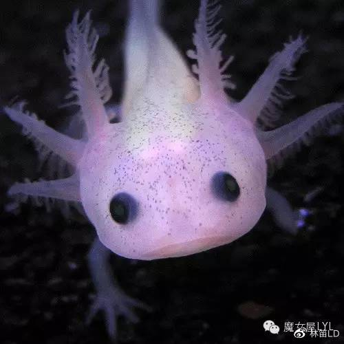 墨西哥钝口螈——外星娃娃般的水中小魔鬼
