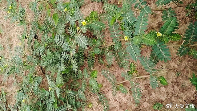 李养龙:难忘的"刺溜胡"|刺蒺藜|野草|蒺藜_新浪新闻