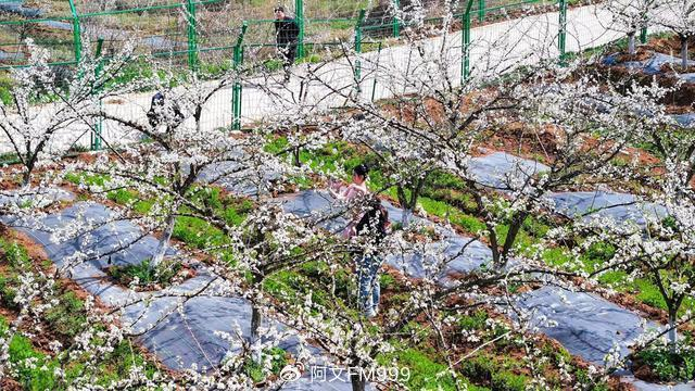 河南省南阳市淅川:"赏花 "催热"美丽经济"|淅川|淅川