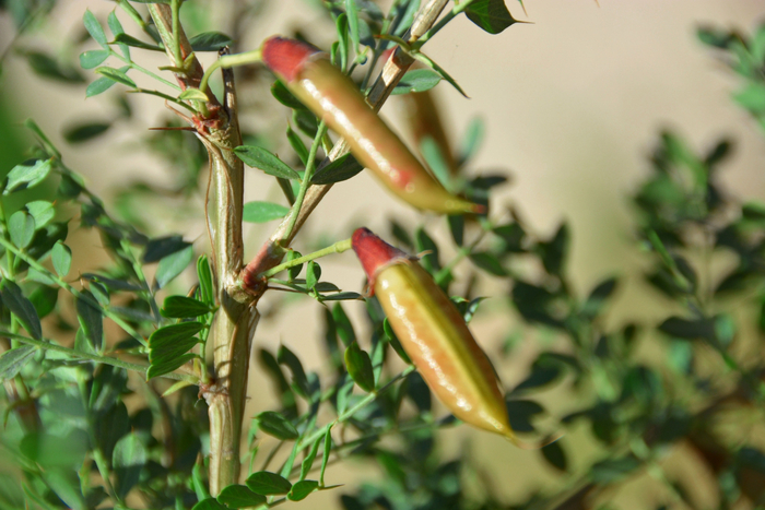 锦鸡儿果实原创拍摄