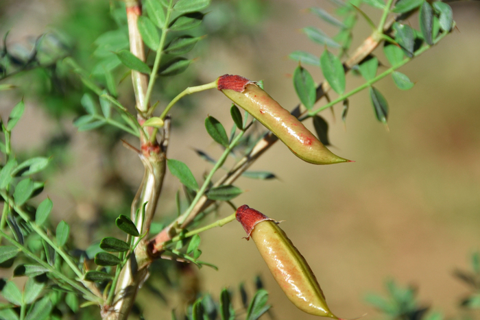 锦鸡儿果实原创拍摄