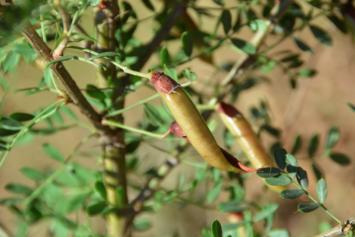 锦鸡儿果实原创拍摄