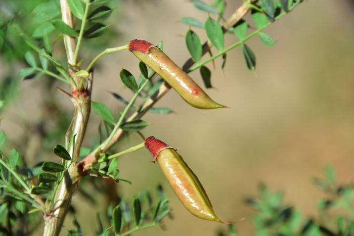 锦鸡儿果实原创拍摄