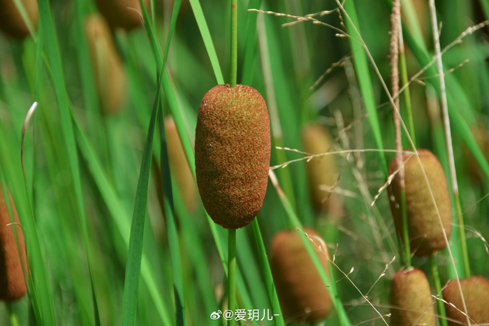 有此执念,犹如莲花在水,犹如日月在空,香蒲蒲棒