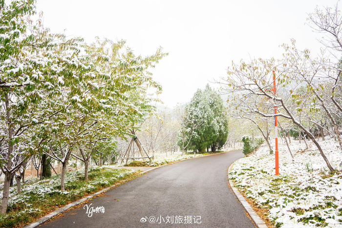 2023年冬天的第一场雪抵达济南雪后的围子山郊野公园