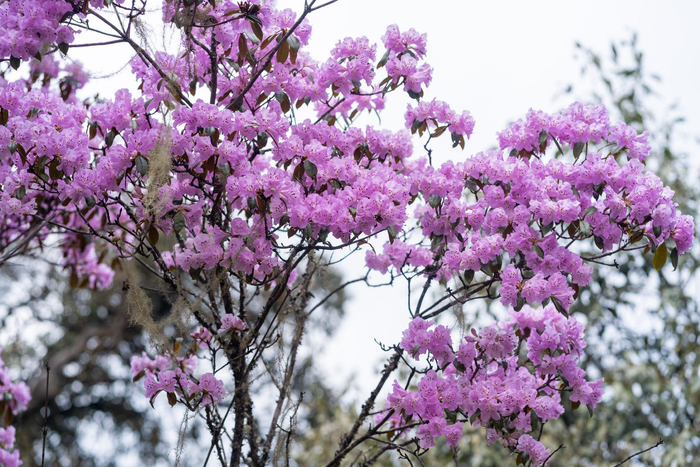 高山杜鹃花开 乐享美好假期