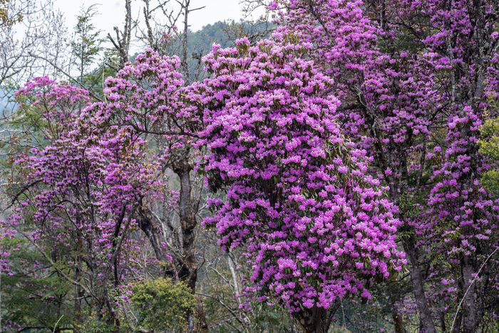 州洱源县马鞍山大树杜鹃正值盛花期,人们选择登山远游,观高山杜鹃花海