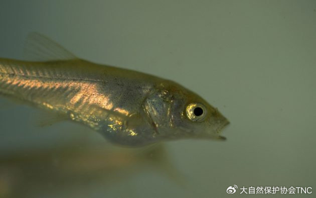 tnc保护故事 | 保护一条不同寻常的小鱼|鱼类_新浪新闻