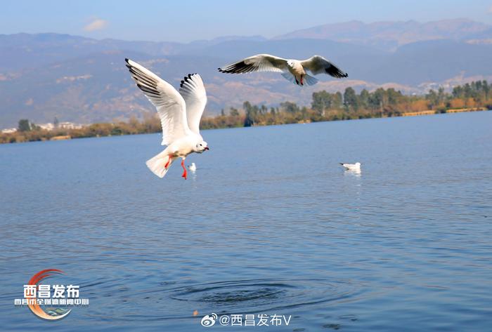 冬日西昌邛海岸,人與紅嘴鷗和諧相處……__財經頭條