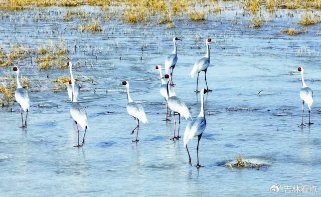 波罗湖保护区 20余万只候鸟云集|云集|波罗湖|国家级自然保护区_新浪