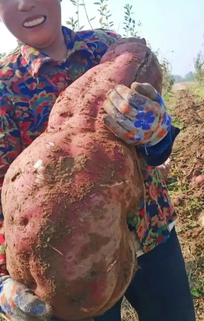 山西农妇挖出一颗40斤重的大红薯世界最大的一棵红薯重达238斤
