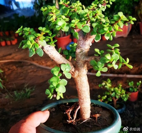 金枝玉叶养不旺？落实这4个细节，枝繁叶茂，易成“精品老桩”