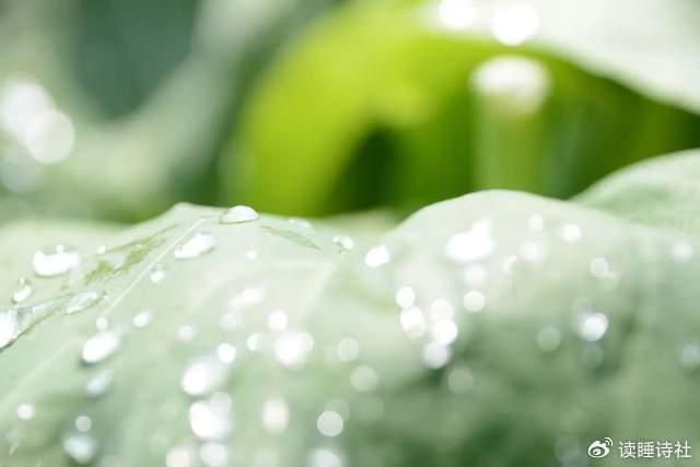 每日好詩詞|雨露從來幽絕境,時攜碧玉九蓮花|碧玉|雨露|絕境_新浪新聞