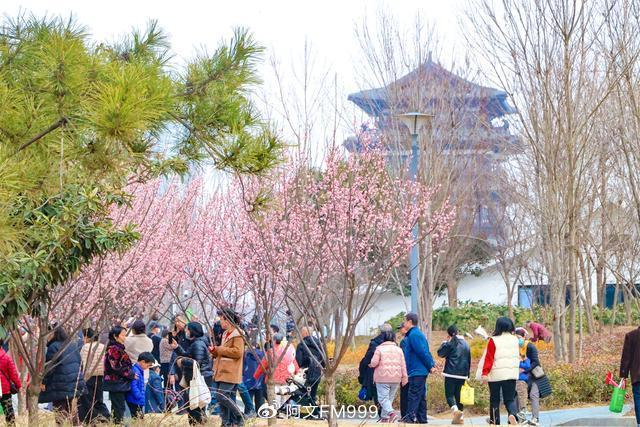 河南省郑州:千金梅岭 "繁花"开|梅岭|千金|西流湖公园_新浪新闻
