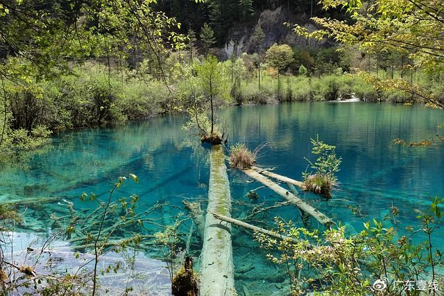 九寨沟归来不看水！秋日童话世界的最佳玩法