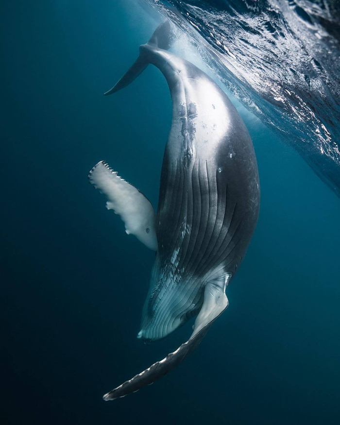海蓝时见鲸摄影丨warrenkeelan