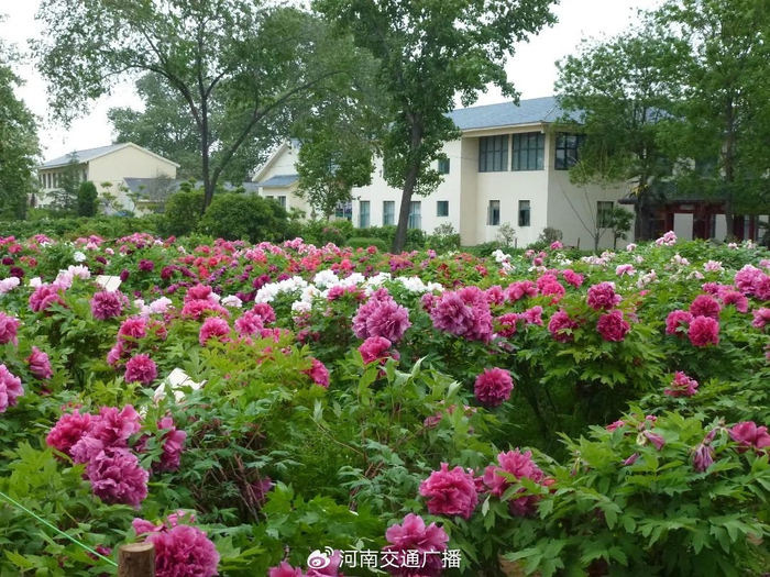 个品种牡丹开放,开花牡丹约占本园牡丹的45%,主要分布在二乔亭,国花台