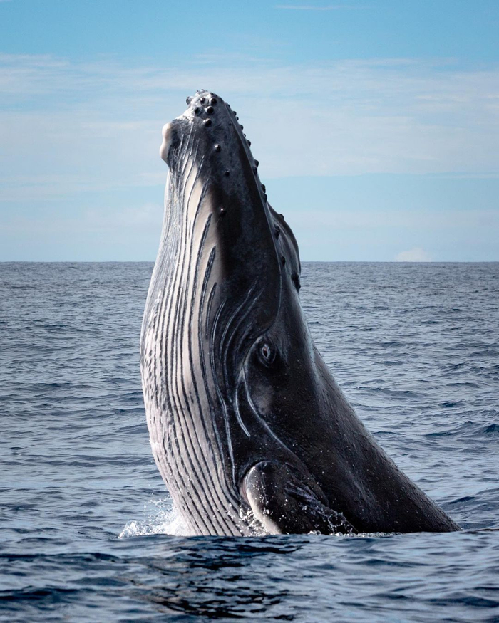 海蓝时见鲸摄影丨warrenkeelan
