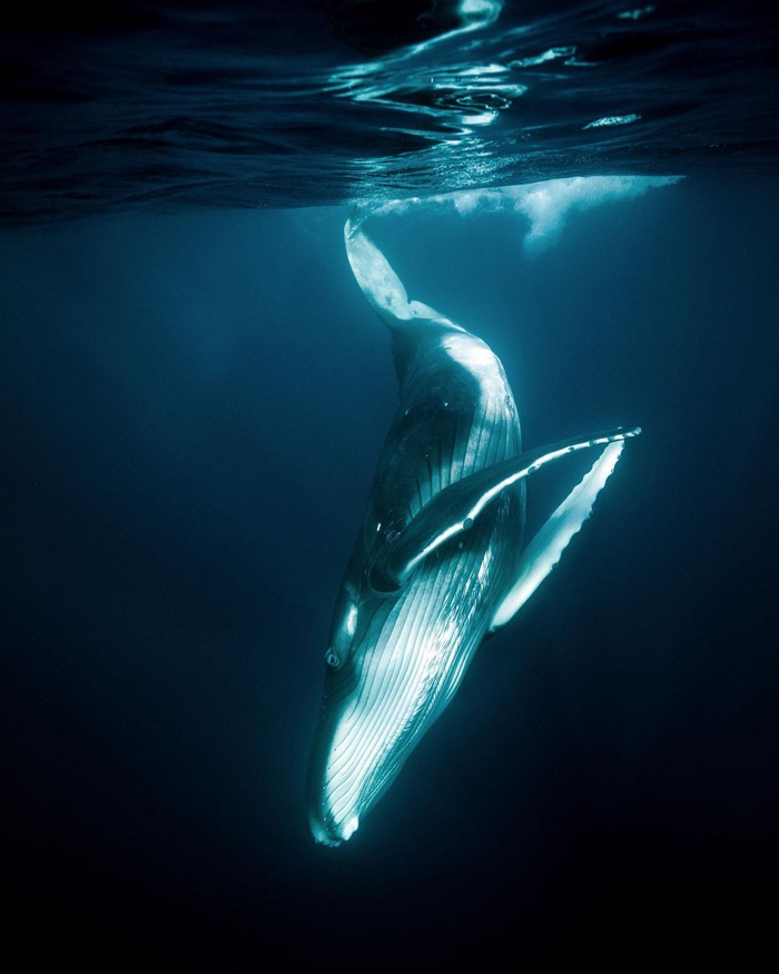 海蓝时见鲸摄影丨warrenkeelan