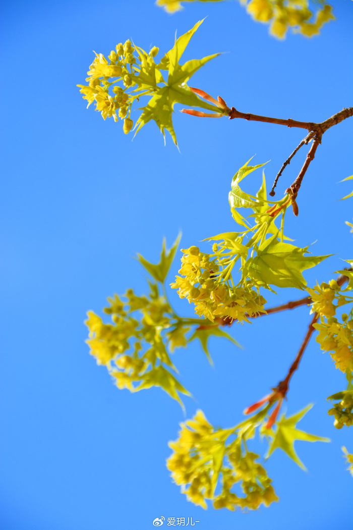 金色枫树花,原创拍摄_新浪新闻