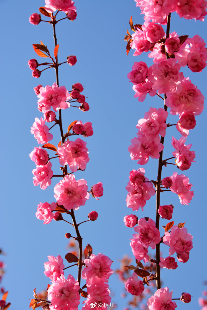 美丽的紫叶樱花,原创拍摄|樱花|原创|拍摄_新浪新闻