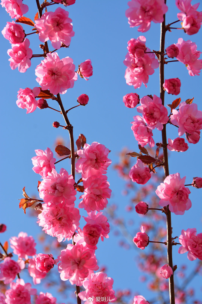 美丽的紫叶樱花,原创拍摄|樱花|原创|拍摄_新浪新闻