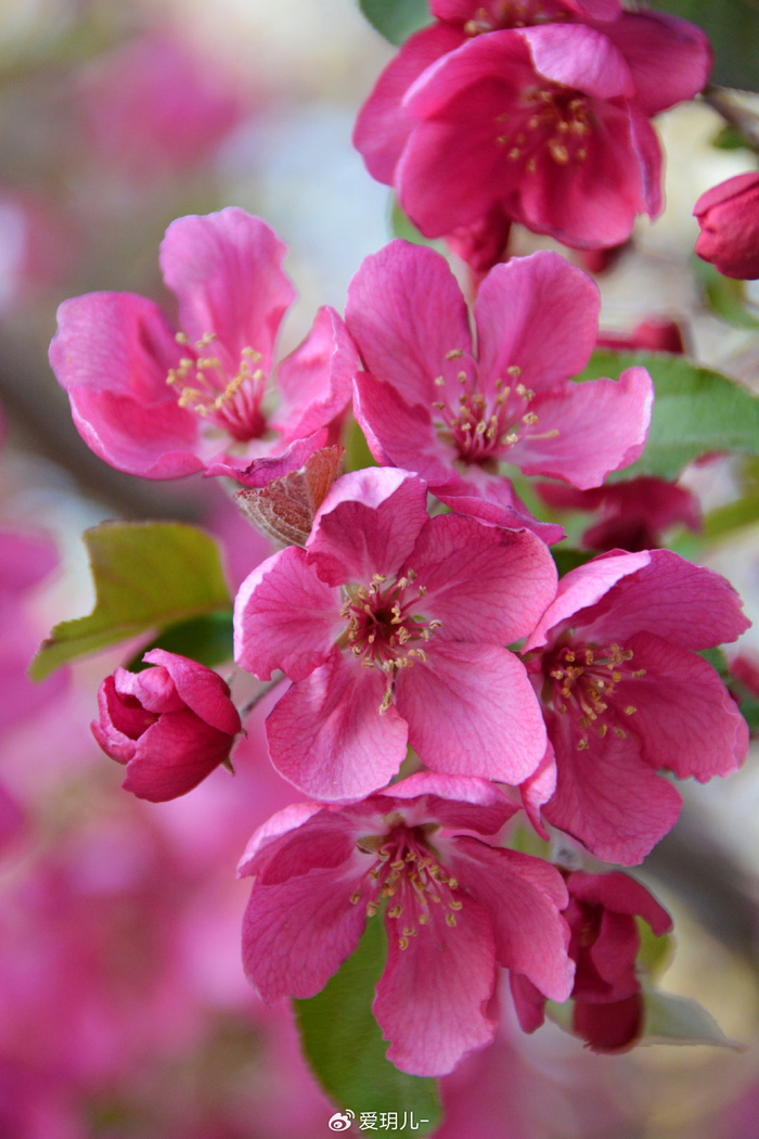 北美海棠花,原创拍摄