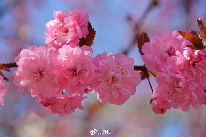 美丽的紫叶樱花,原创拍摄|樱花|原创|拍摄_新浪新闻