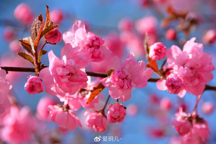 美丽的紫叶樱花,原创拍摄|樱花|原创|拍摄_新浪新闻