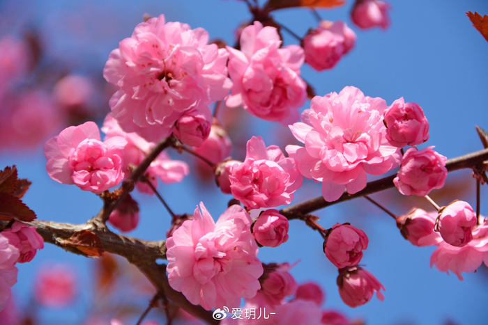 美丽的紫叶樱花,原创拍摄|樱花|原创|拍摄_新浪新闻