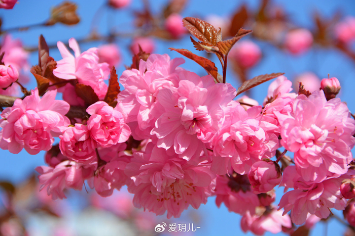 美丽的紫叶樱花,原创拍摄|樱花|原创|拍摄_新浪新闻