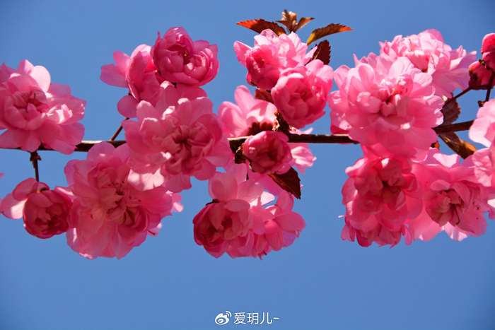 美丽的紫叶樱花,原创拍摄|樱花|原创|拍摄_新浪新闻