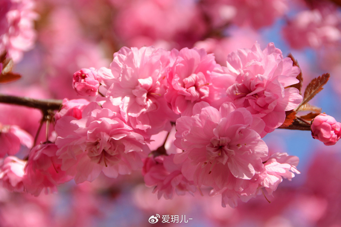 美丽的紫叶樱花,原创拍摄|樱花|原创|拍摄_新浪新闻