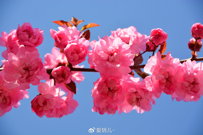 美丽的紫叶樱花,原创拍摄|樱花|原创|拍摄_新浪新闻