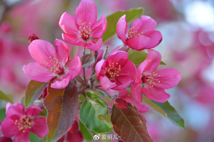 北美海棠花,原创拍摄