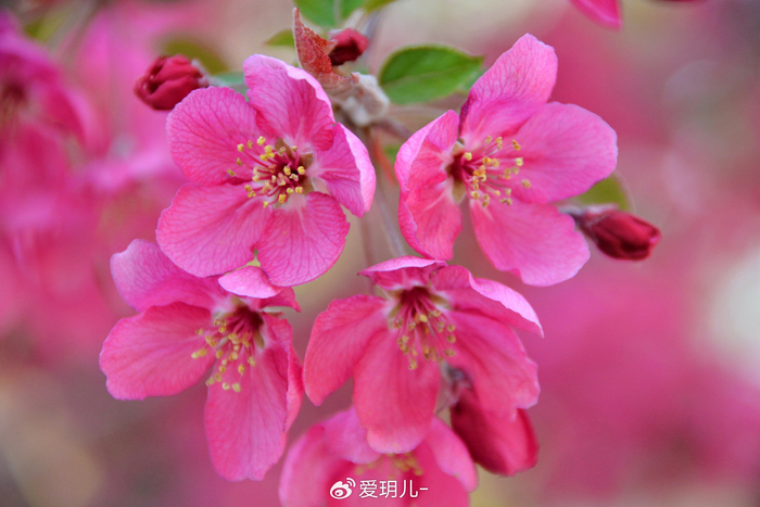 北美海棠花,原创拍摄