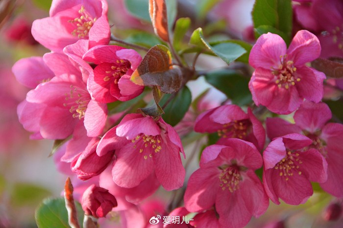 北美海棠花,原创拍摄