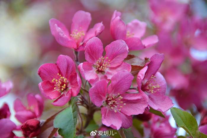 北美海棠花,原创拍摄