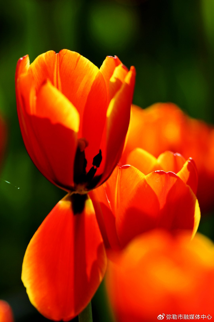 图为绽放的郁金香图为绽放的郁金香图为绽放的郁金香图为绽放的