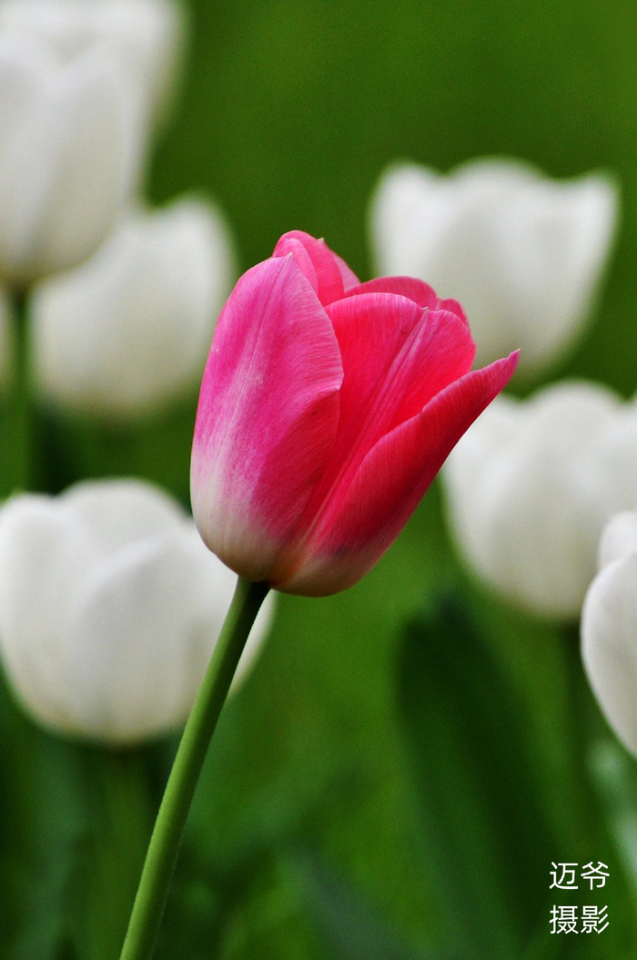 郁金香-原创摄影