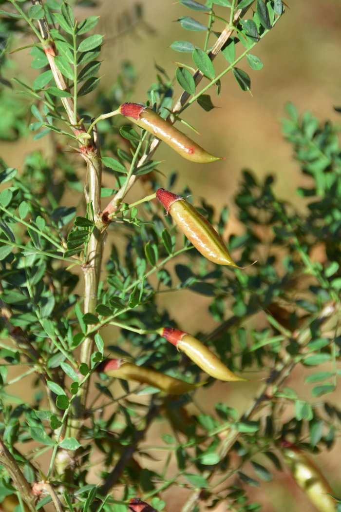 锦鸡儿果实原创拍摄