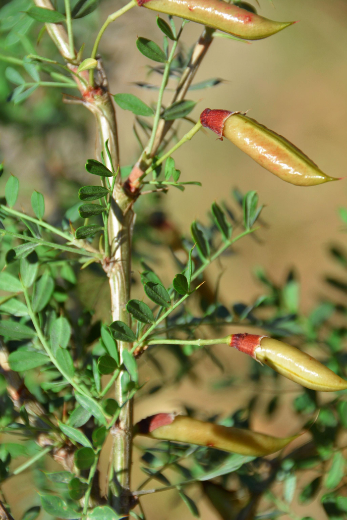 锦鸡儿果实原创拍摄