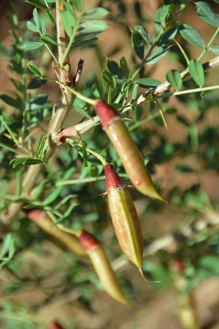 锦鸡儿果实原创拍摄