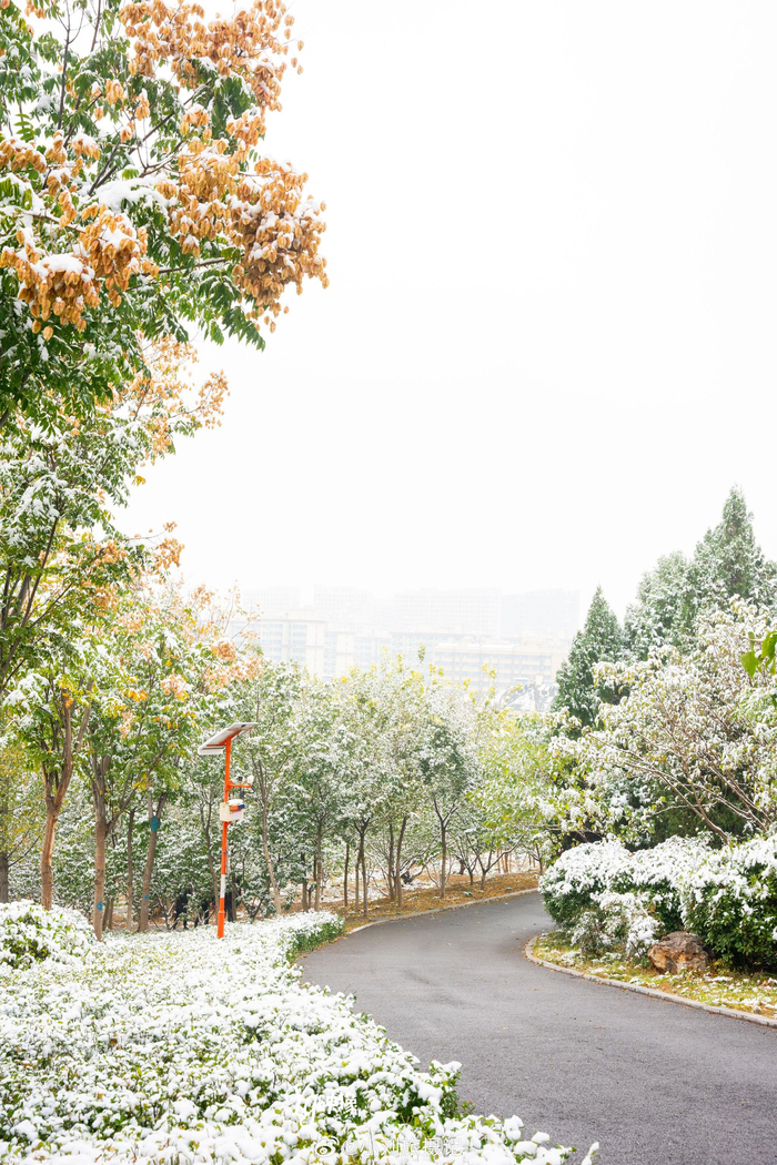 2023年冬天的第一场雪抵达济南雪后的围子山郊野公园