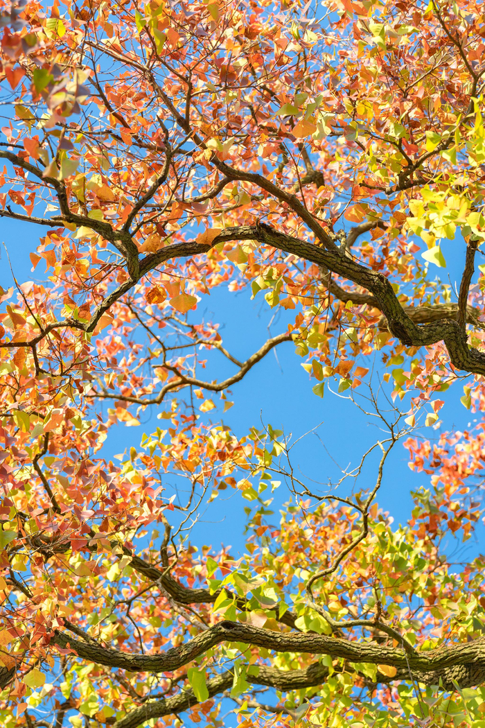 树是天空的脉络