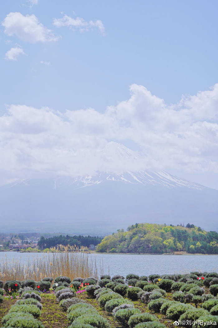 hi早春富士山脚下的樱花开了唷