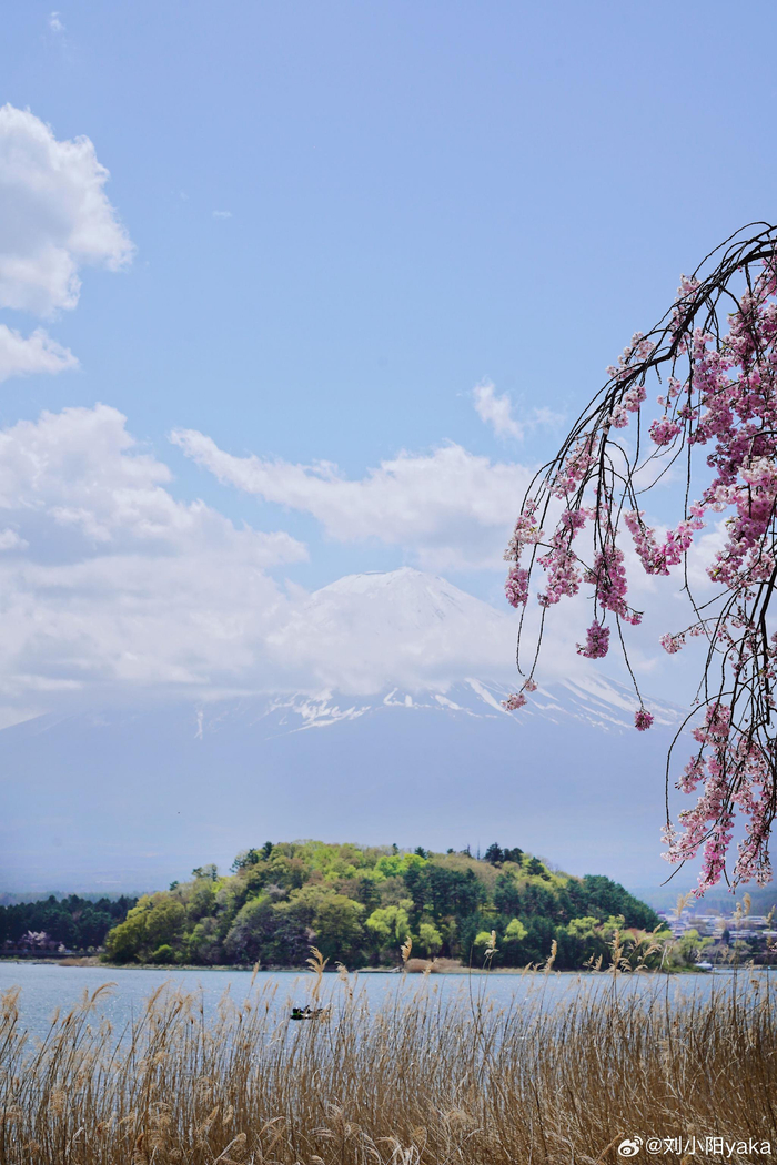 hi早春富士山脚下的樱花开了唷