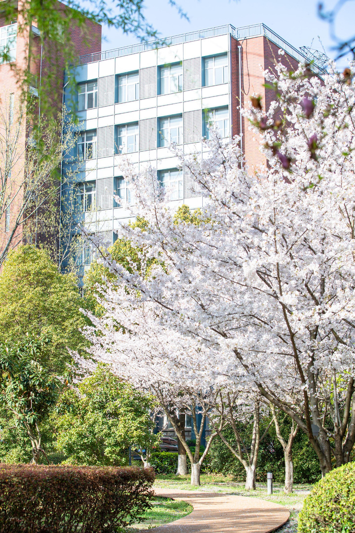 今年的樱花季即将结束再看一眼三江的樱花吧三江学院